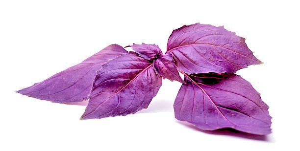 200 DARK OPAL PURPLE BASIL SEEDS | SALE FREE SHIPPING NON GMO