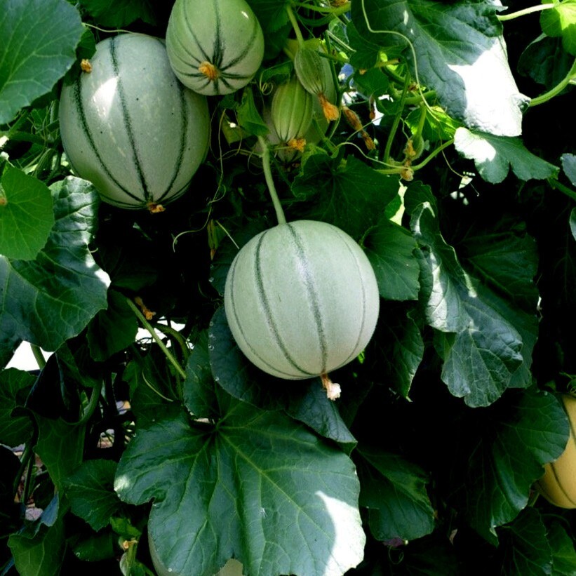 10 Charentais Melon Cantaloupe Seeds NON~GMO Organic Garden Fruit Hybrid Plant