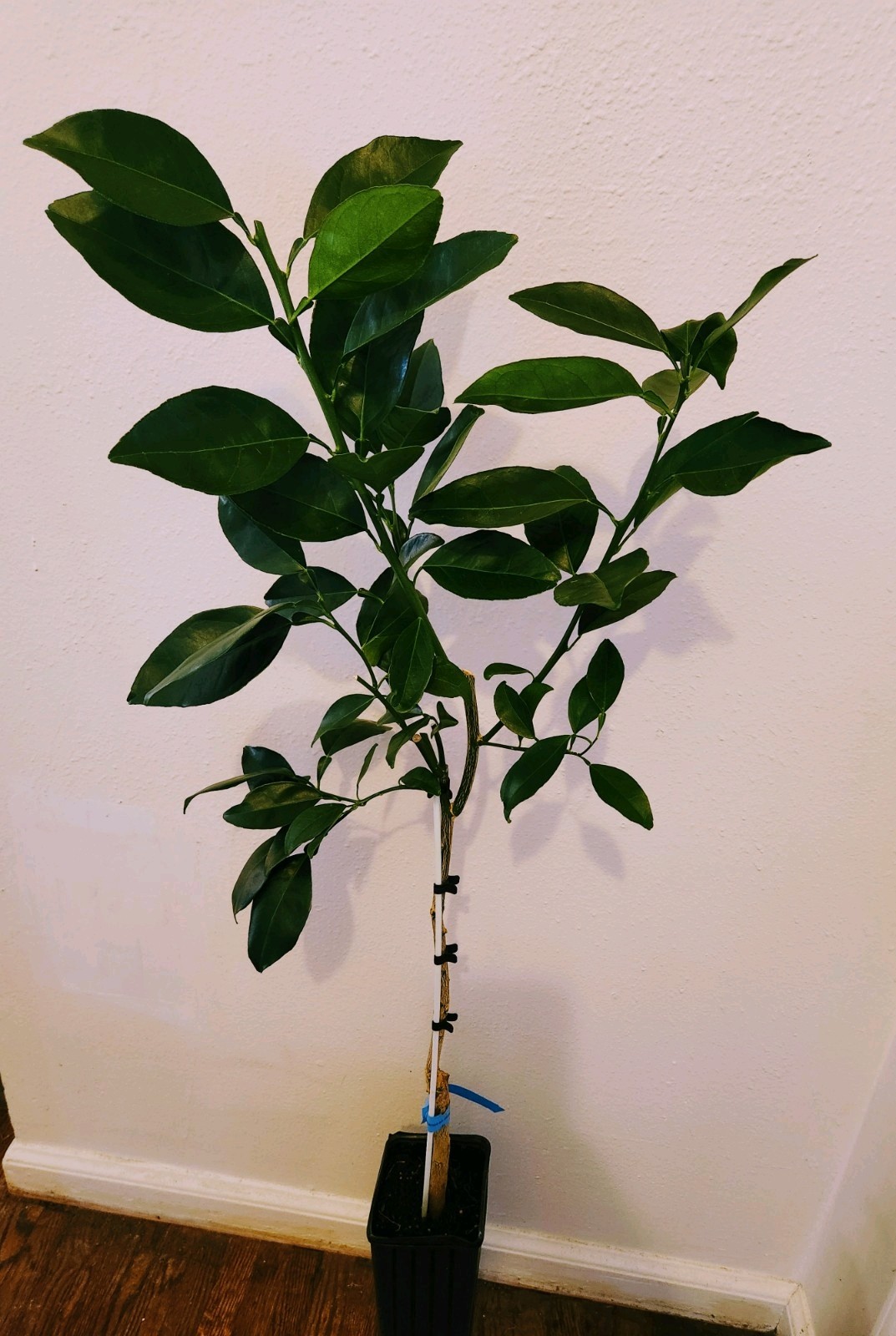 Navel Orange Tree – 32″-42″ Tall – Mature Fruiting Plant In 12″ Tall Citrus Pot