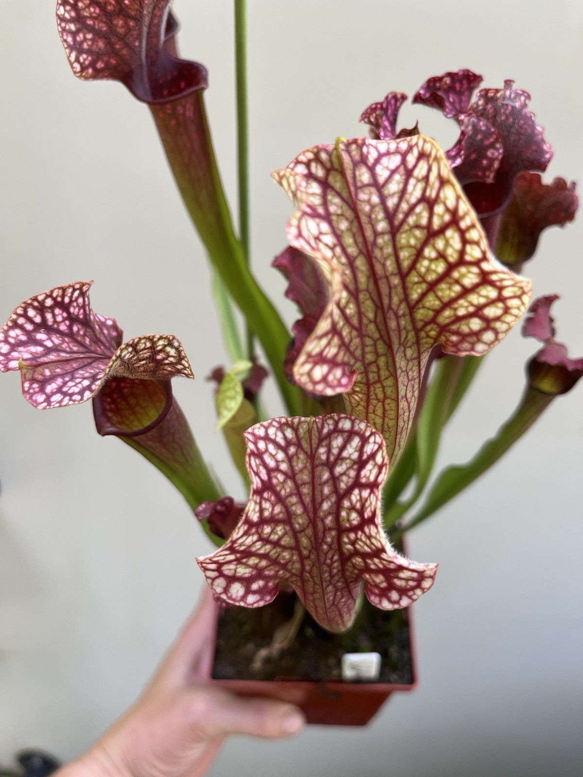 Sarracenia “Judith Hindle” Large Live Potted Plant Gorgeous Color