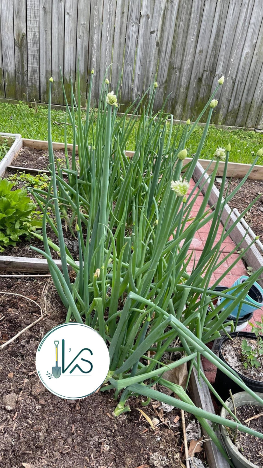 White Bunching Onion Seeds, Scallions, NON-GMO, Heirloom, FREE SHIPPING