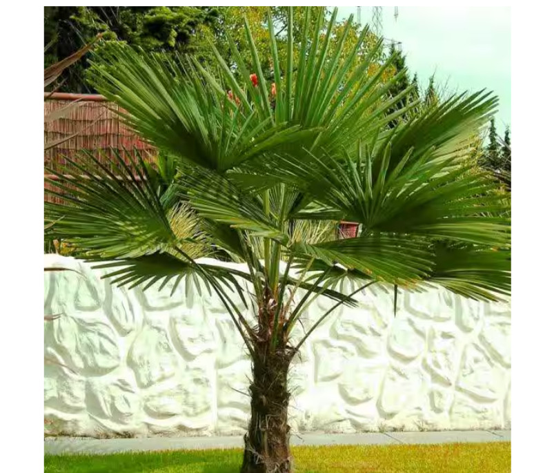 1 Gal. Windmill Cold Hardy Palm Tree (2-Pack)