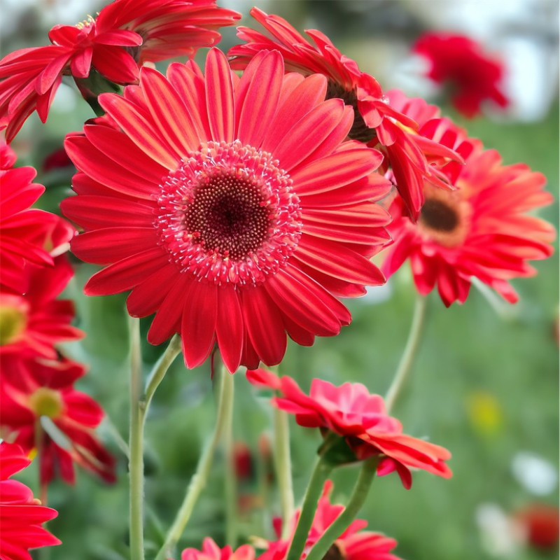 Gerbera Daisy Seeds 50+ Seeds Mum Flower, Flower Seeds, Annual, Flower Beds