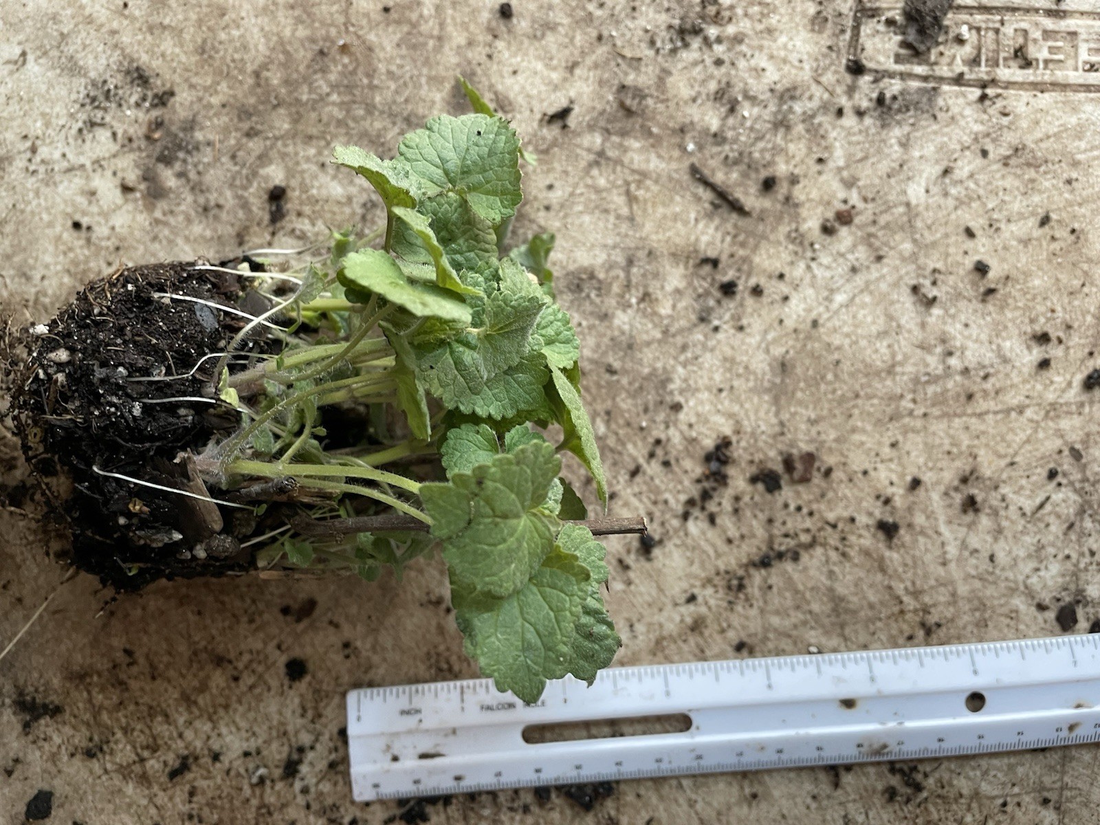 Agastache rugosa, Korean Mint, Huo Xiang, Purple Giant Hyssop, Indian Mint