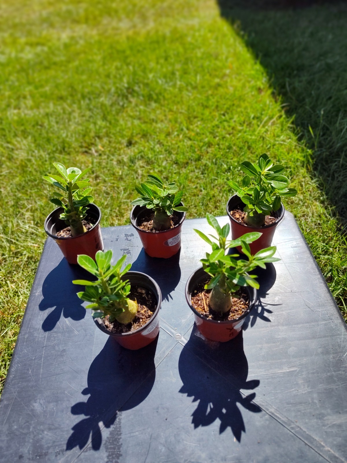 Desert Rose Plants (4)