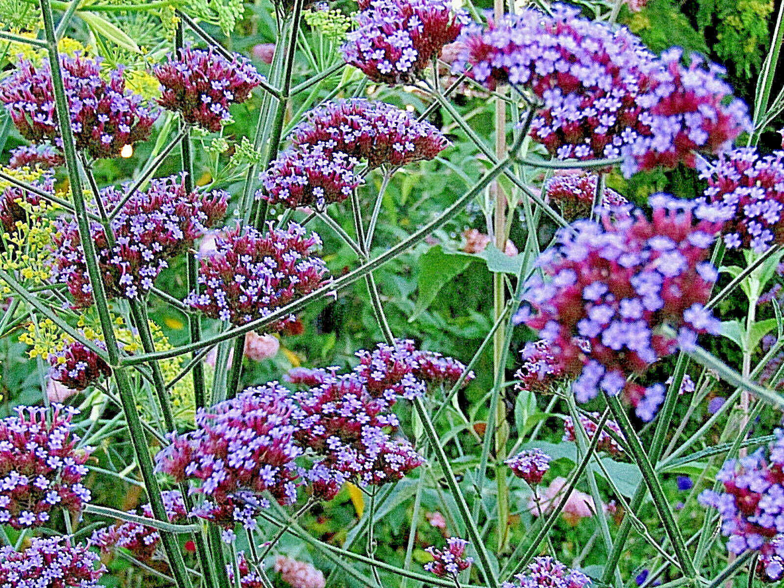 VERBENA BONARIENSIS, 250 SEEDS, TALL VERBENA, HARDY, PURPLE FLOWERS, EZ 2 GROW