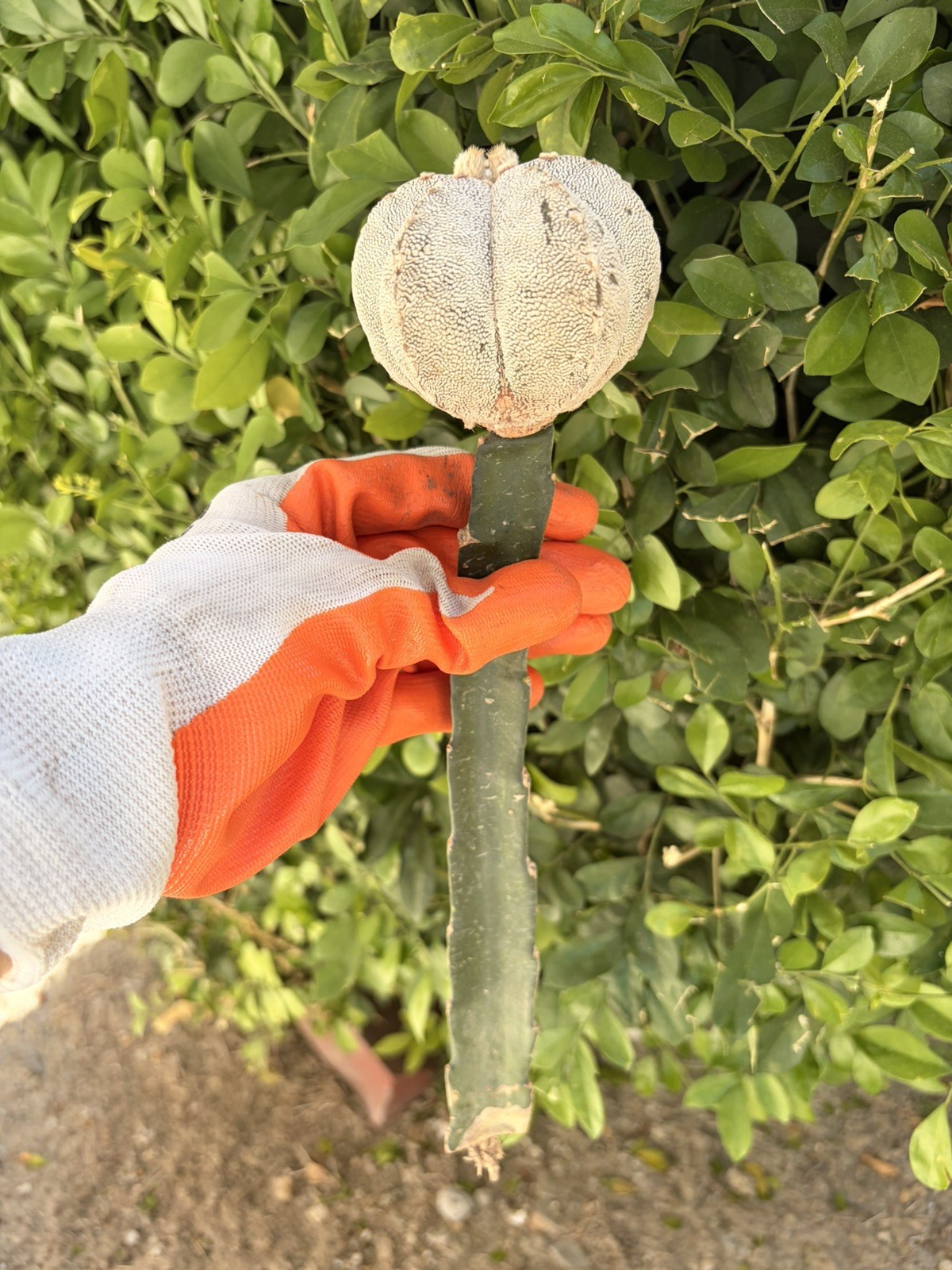 Rare Cactus Grafted