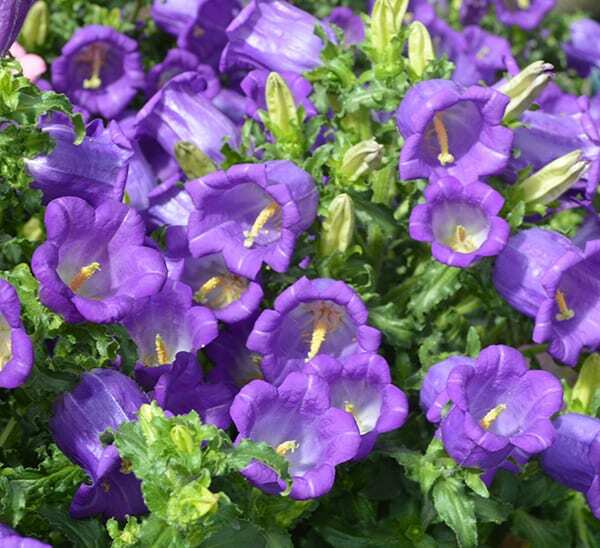 300 seeds PURPLE CANTERBURY BELLS CAMPANULA hummingbird organic +gift