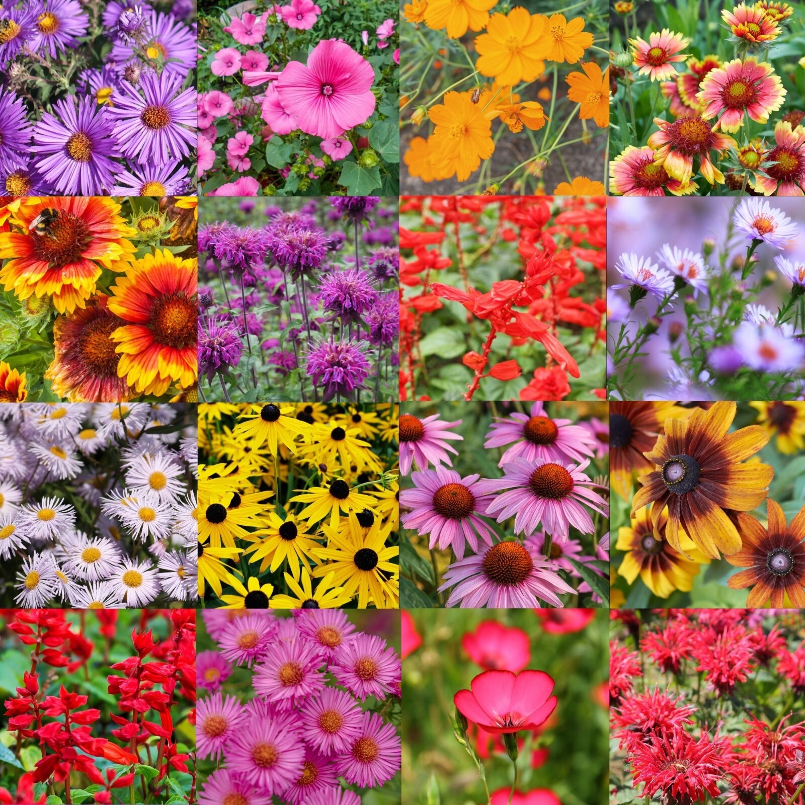 Maine Wildflower Seed Mix 1/2 lb Covers 1,000 Sq Ft Pollinator Garden Seeds