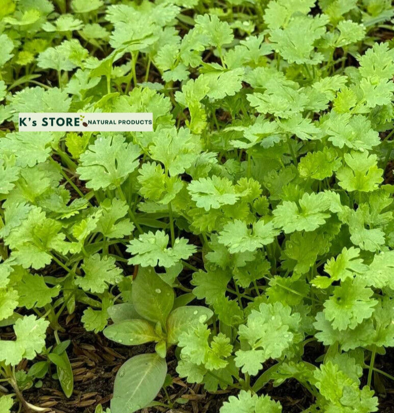 CILANTRO SEEDS, CORIANDER LEAVES, 香菜, 고수, RAU MÙI, NGÒ RÍ |NEW SEEDS|