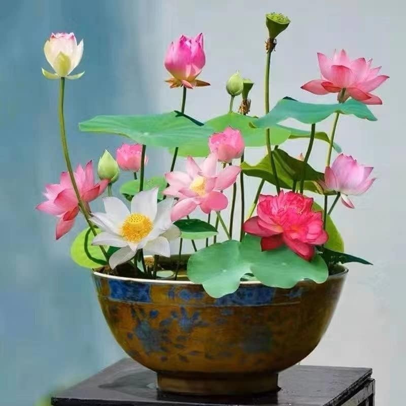 10pcs Lotus Seeds Mixed Pink Red Green Color Water Lily Indoor Outdoor Garden