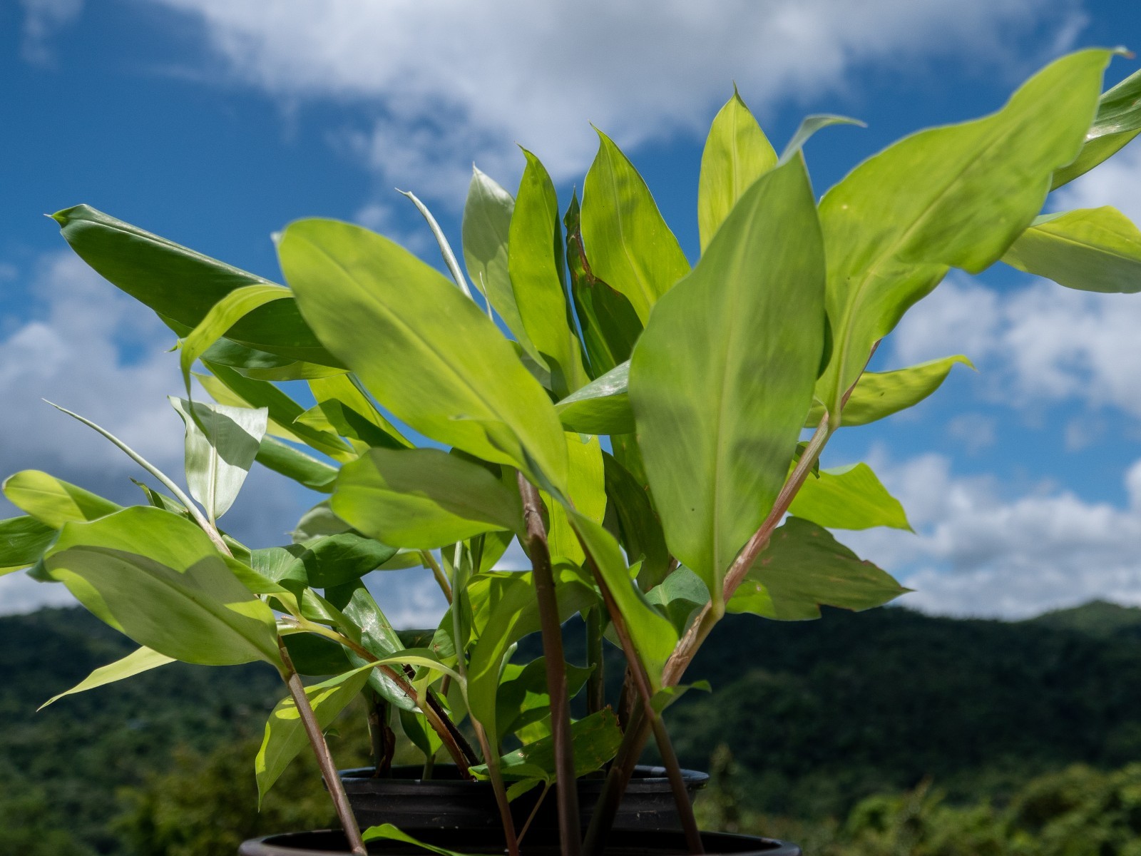 2 Shampoo Ginger Rhizomes (Zingiber Zerumbet) Awapuhi Kuahiwi for planting