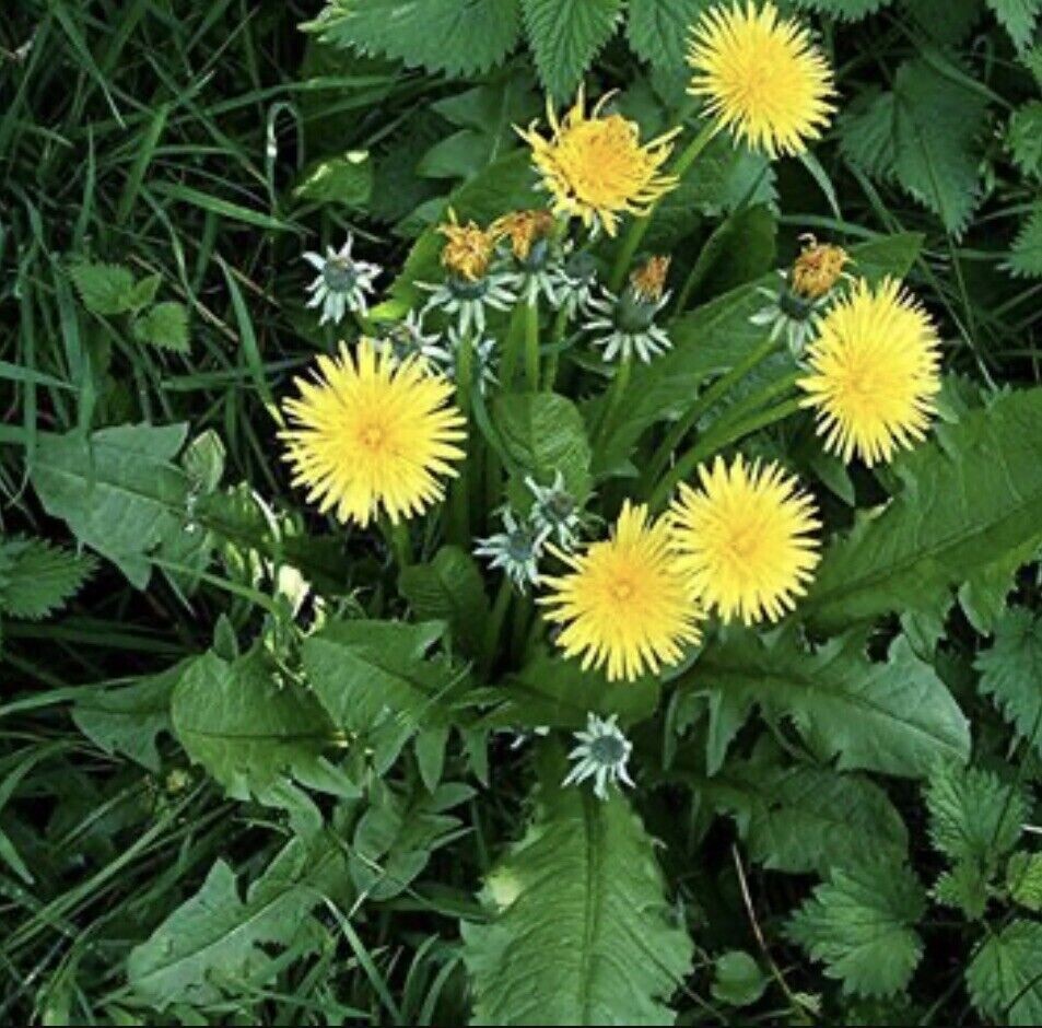 25+ Dandelion plants Wild Organic Non GMO Heirloom