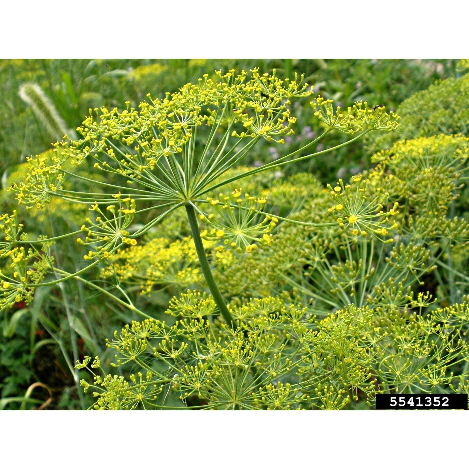 Organic Mammoth Dill Anethum Graveolens Heirloom Seeds – No