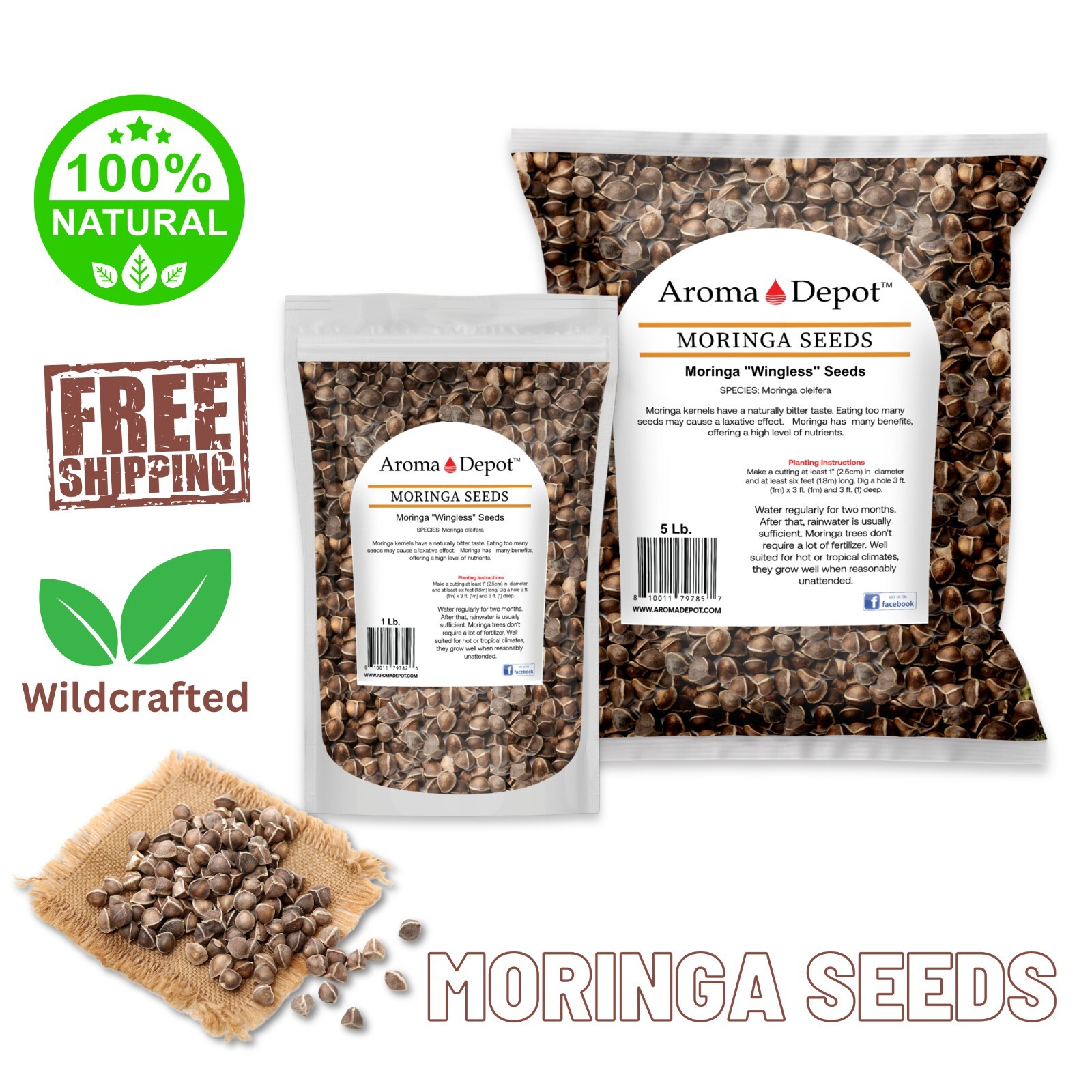 Moringa Seeds 10 oz. Wingless 1000 Semilla de Moringa Oleifera Pepas Malunggay