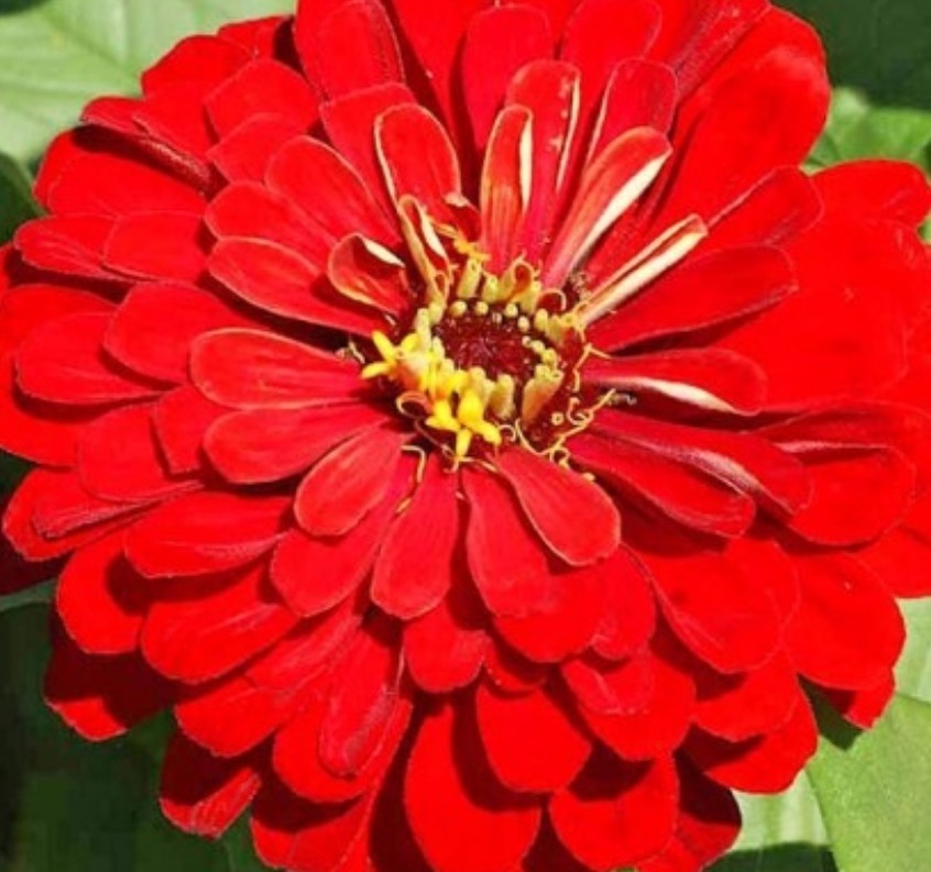 100+ Cherry Queen Zinnia Seeds **Fresh Seeds** ~~Free Shipping~~
