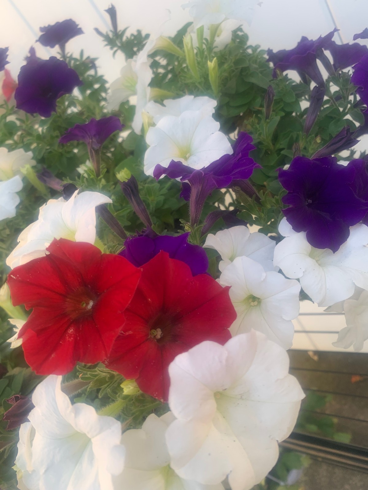 Rooted purple white red flowers Petunia beautiful color for the summer balcony
