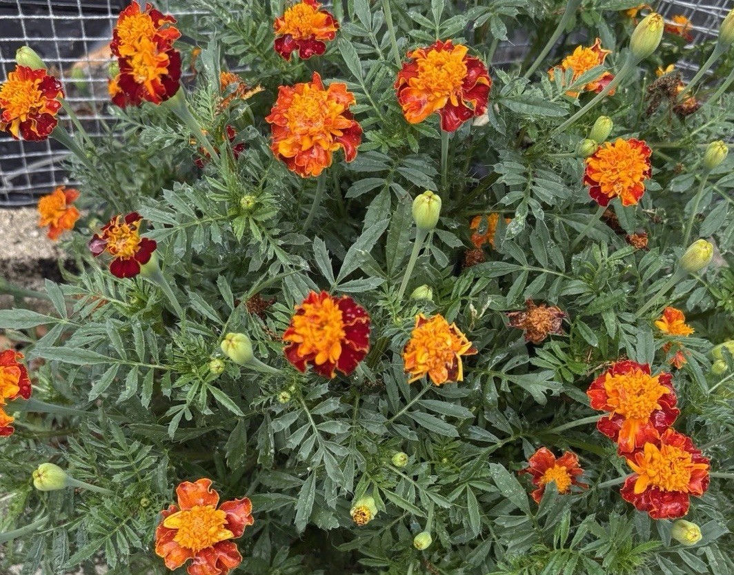 FRENCH MARIGOLD DWARF FLAMING ORANGE FLOWER SEEDS 50+ Garden Seeds FREE SHIP