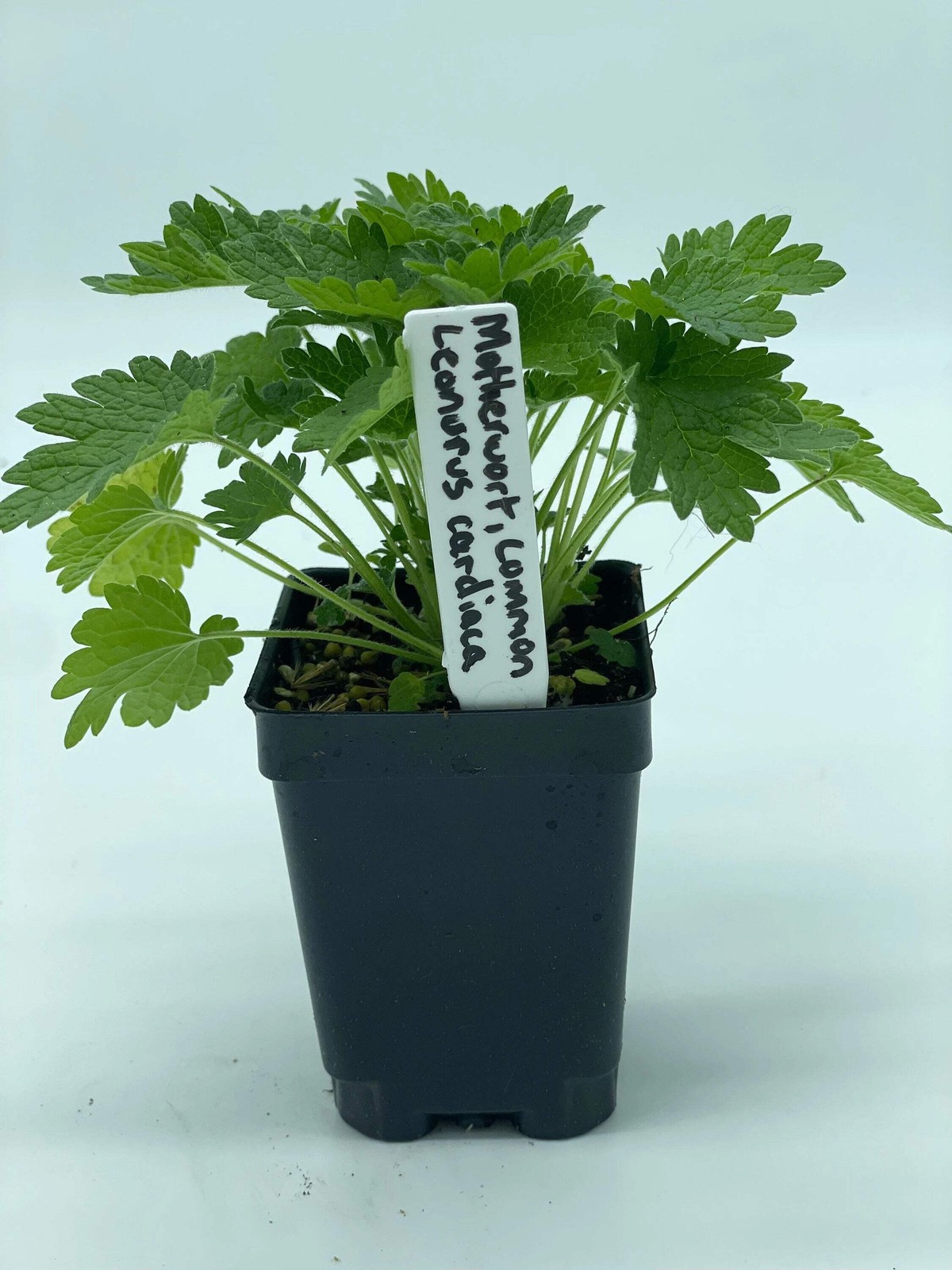 Common Motherwort Starter Plant Leonurus Cardiaca Cool Season Grower In Florida
