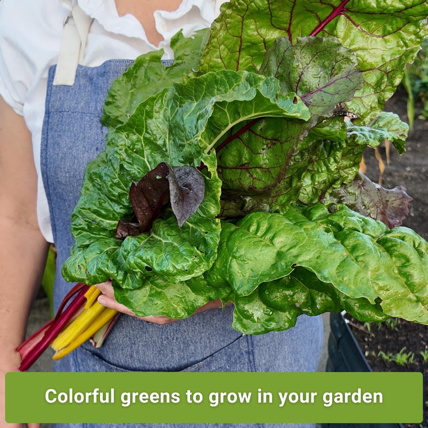 Swiss Chard Seed Collection for Planting Includes Rainbow, Fordhook, Ruby R…