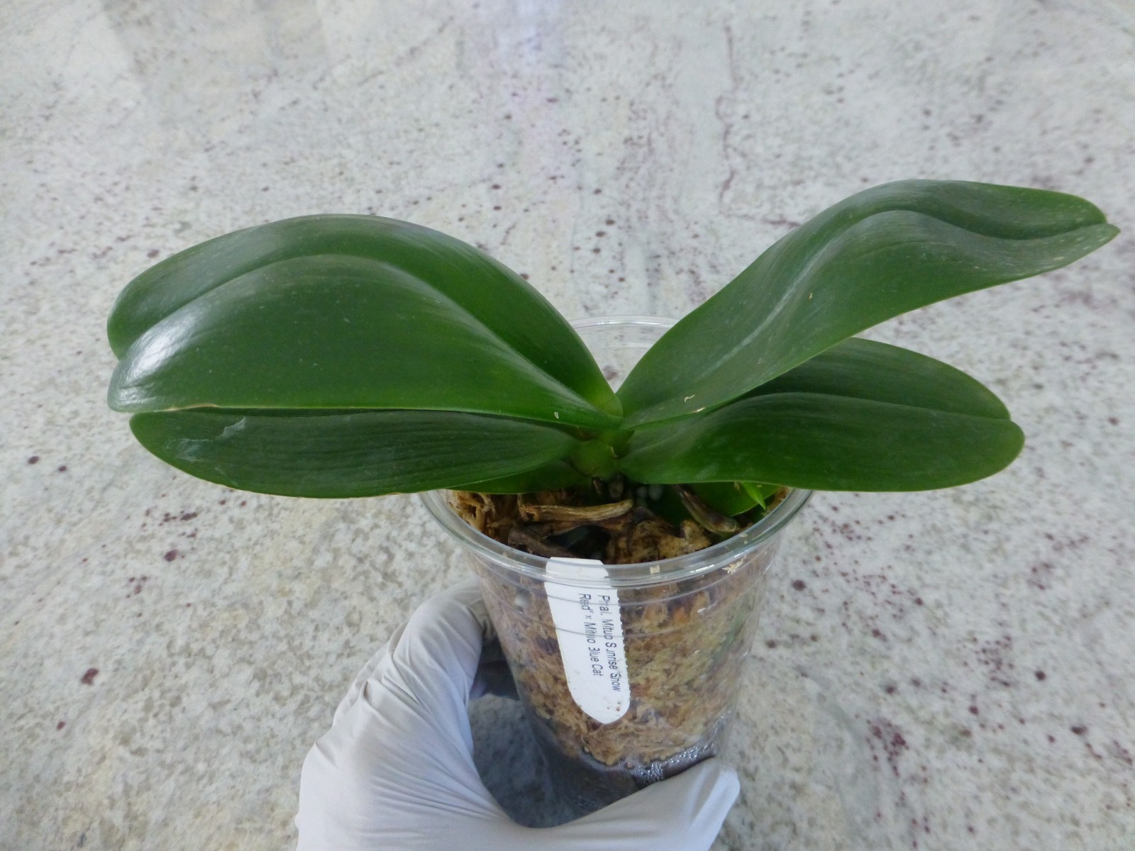 Orchid Phalaenopsis Phal. Mituo Sunrise “Snow Red” x Mituo Blue Cat In 3″ Pot