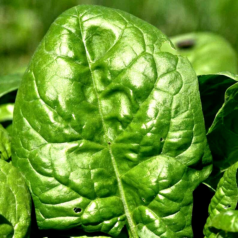 300+ SPINACH BLOOMSDALE SEEDS AUTUMN GIANT GARDEN VEGETABLE SALAD HEIRLOOM USA