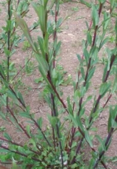 Dark Dicks Willow Cuttings to Plant – Grow Stunning Basket Willow Salix Purpurea