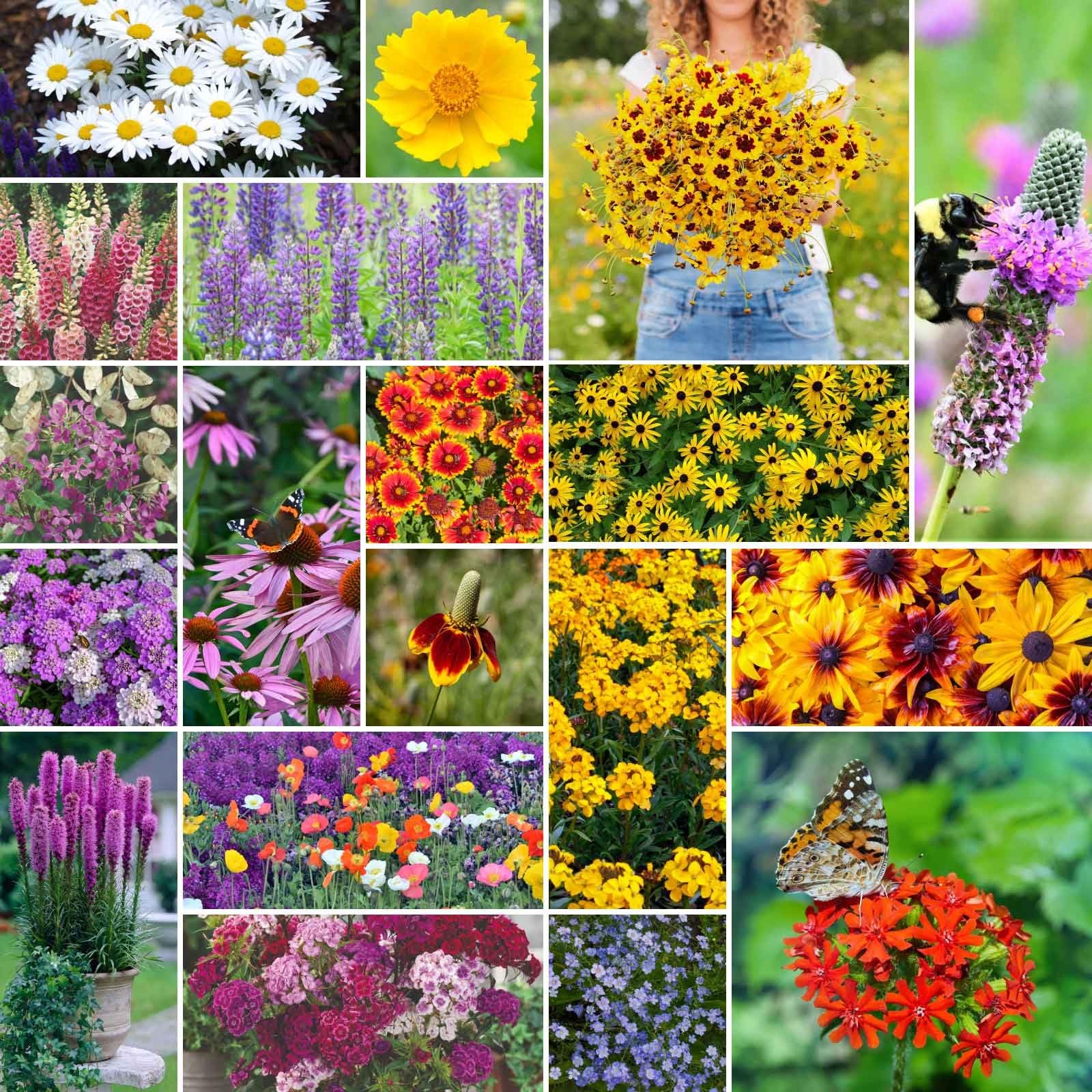 Eden Brothers All Perennial Wildflower Mixed Seeds for Planting, 1/4 lb,