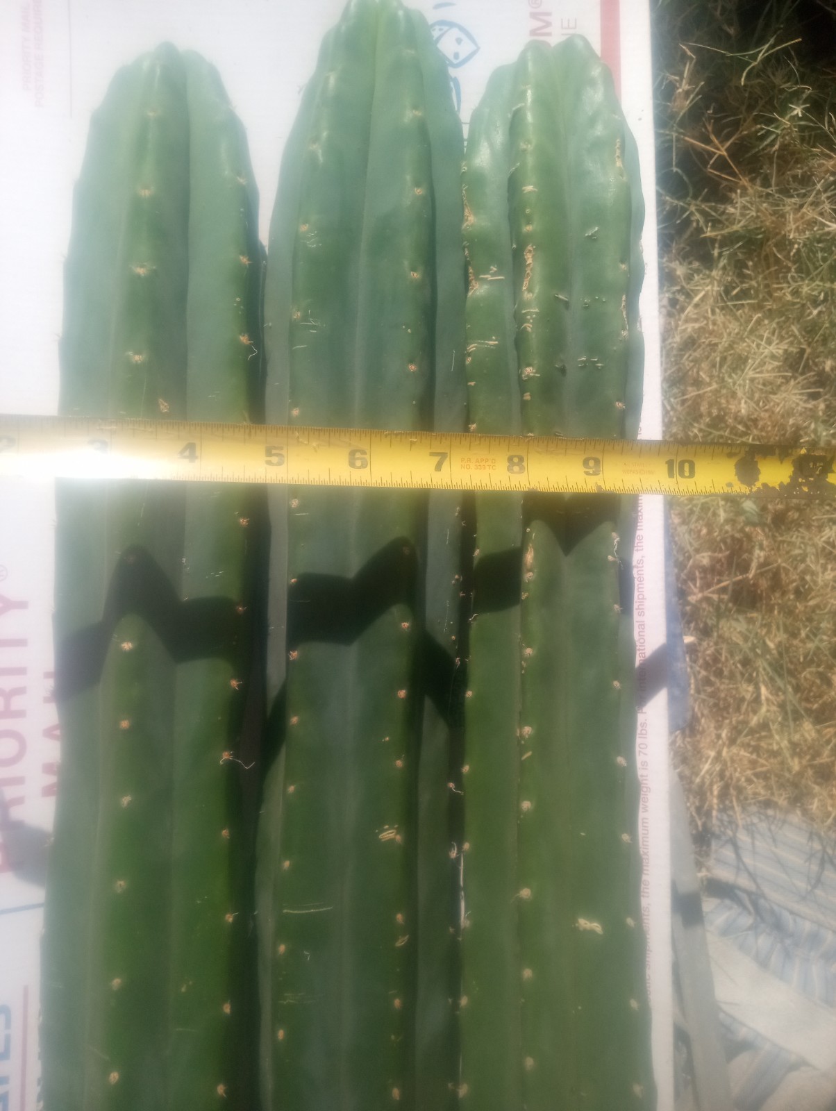 Echinopsis Cactus, 5.5 ft. of 🌵 Perfect for Grafting