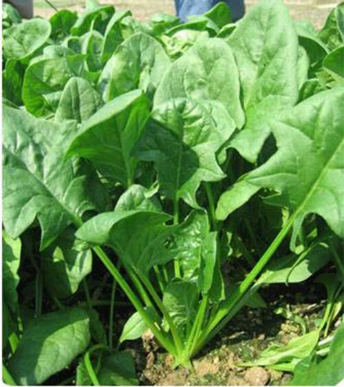 Non-GMO Asian Vegetable Round Leaves Spinach Seeds（圆叶菠菜）300+seeds