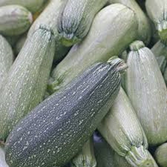 Cocozelle or Grey or Yellow Zucchini Summer Squash Seeds Italian Non-GMO