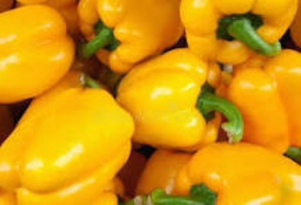 50 + Big Organic RED ORANGE YELLOW GREEN* Bell SWEET Pepper Seeds MIXTURE