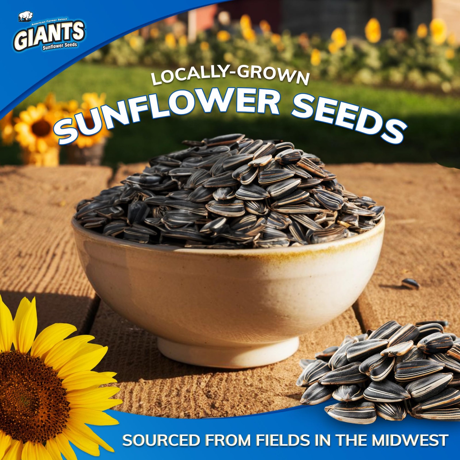 GIANTS Dill Pickle Sunflower Seeds – Sunflower Seeds Bulk, Big Sunflower Seed…