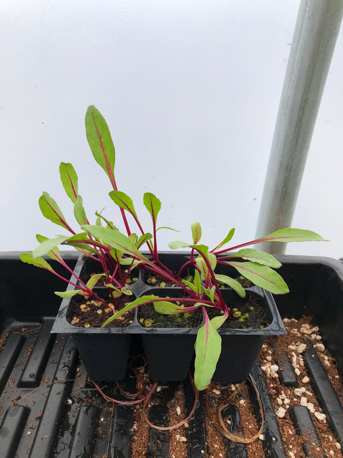 Swiss Chard Live Plant – Seedlings/Plugs and Plants – 3″- 12″ tall – 30-60+ days