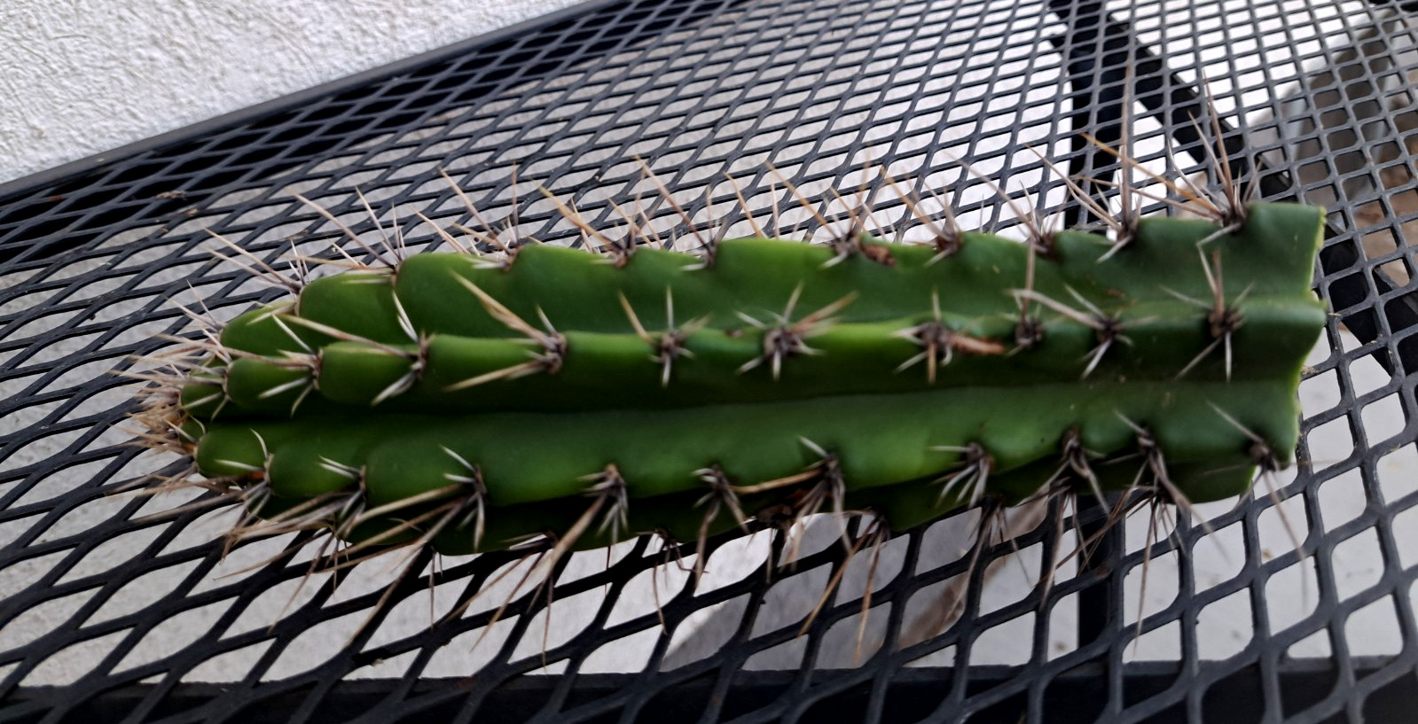 Browningia Caineana Columnar Cactus Cutting H7.5 ^726