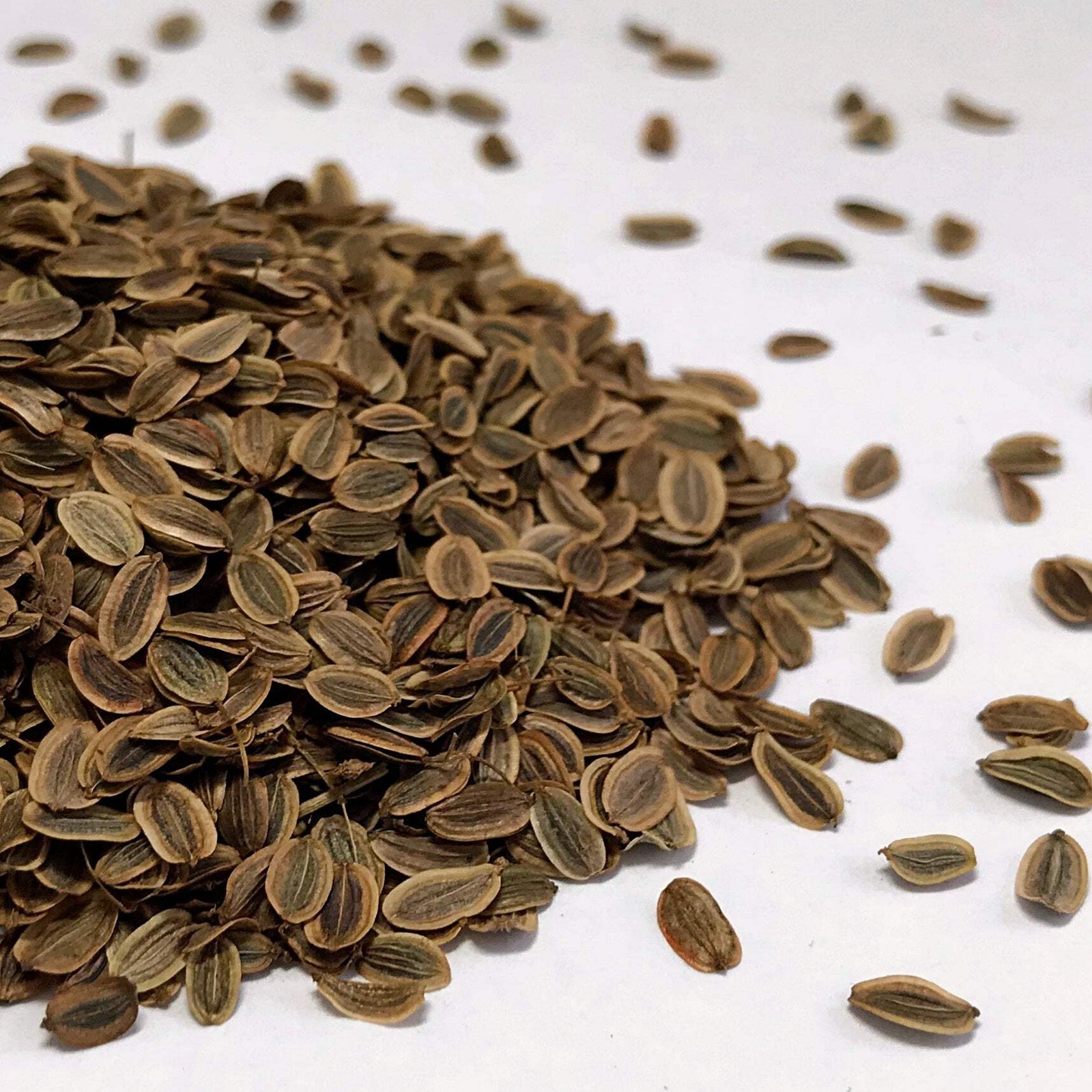 Dill, Mammoth (Anethum graveolens)