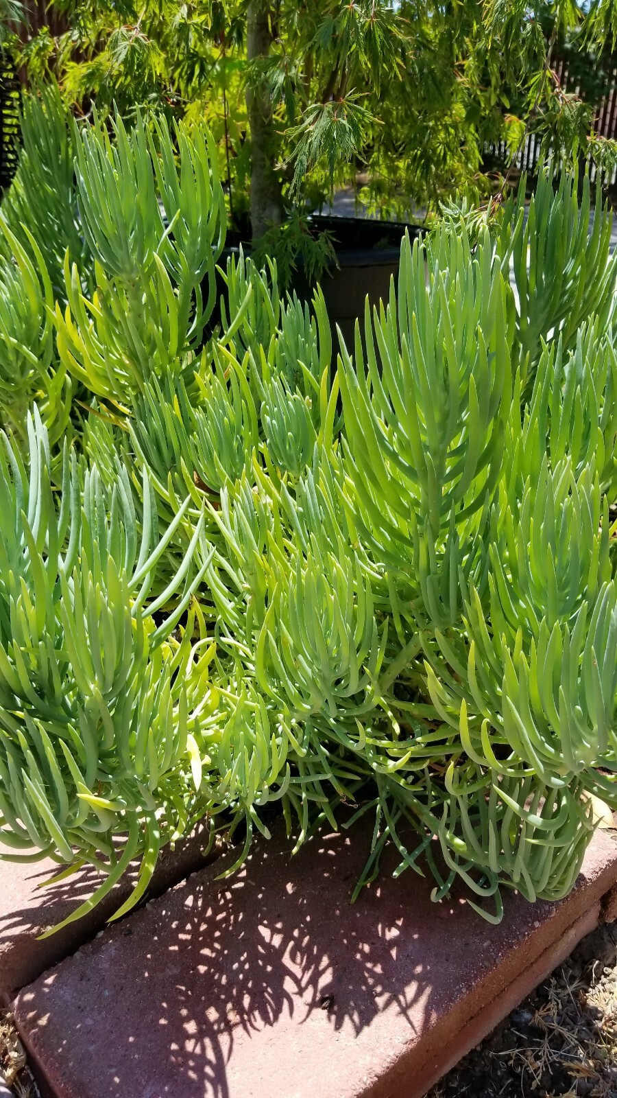 ROOTED 8″ Senecio Vitalis Blue Serpents Mermaid’s Tail Chalk Finger Succulent