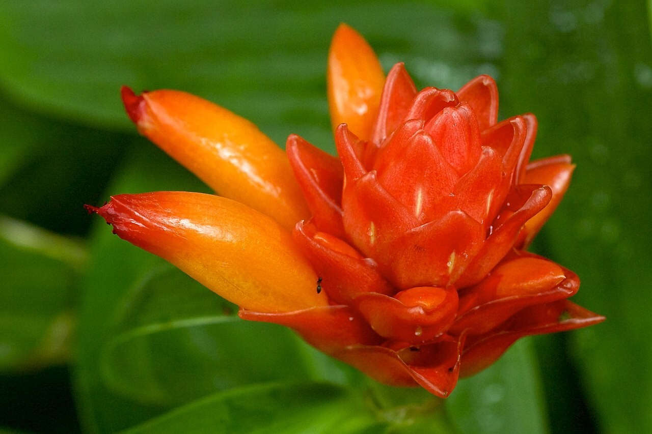 Spiral Ginger Rhizomes (Costus barbatus) Lot of 3 Rhizomes