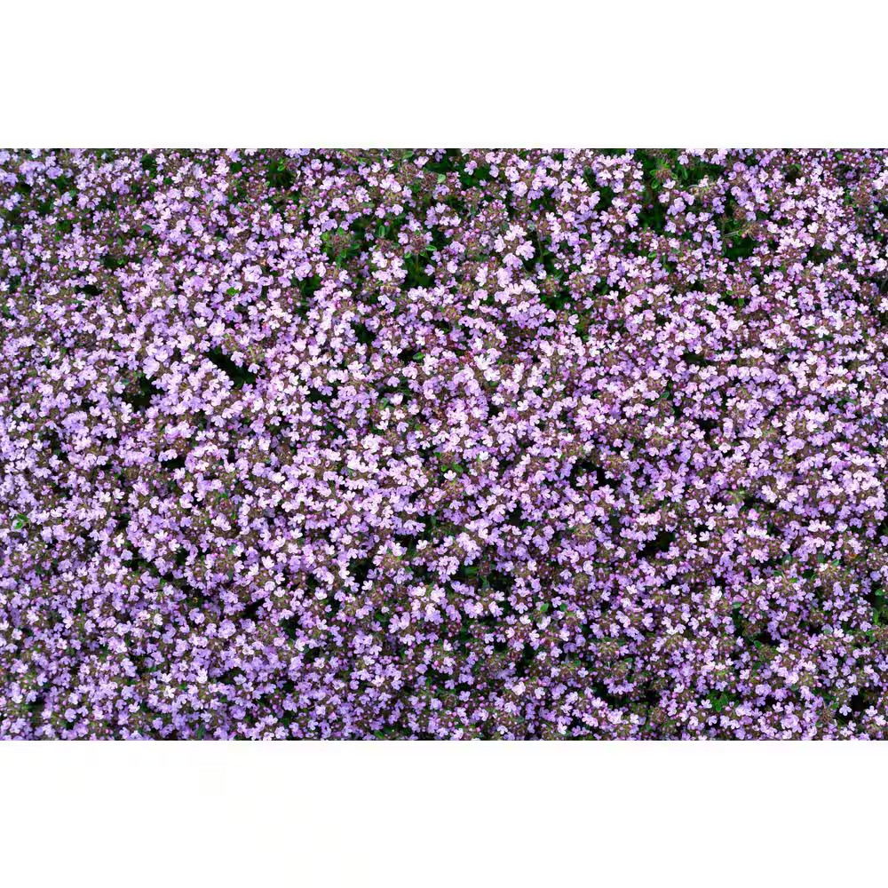 1 Gal. Pink Chintz Creeping Thyme (Thymus Serpyllum) Live Flowering Full Sun Per