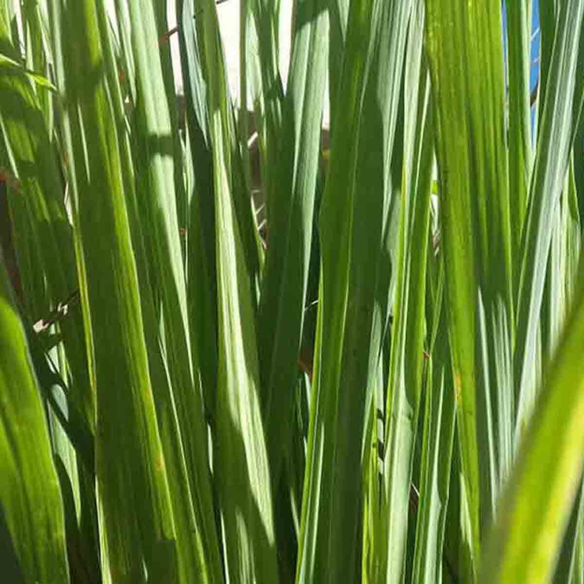 LEMONGRASS 400+ SEEDS LEMON GRASS MOSQUITO INSECT REPELLENT FRESH NON-GMO USA