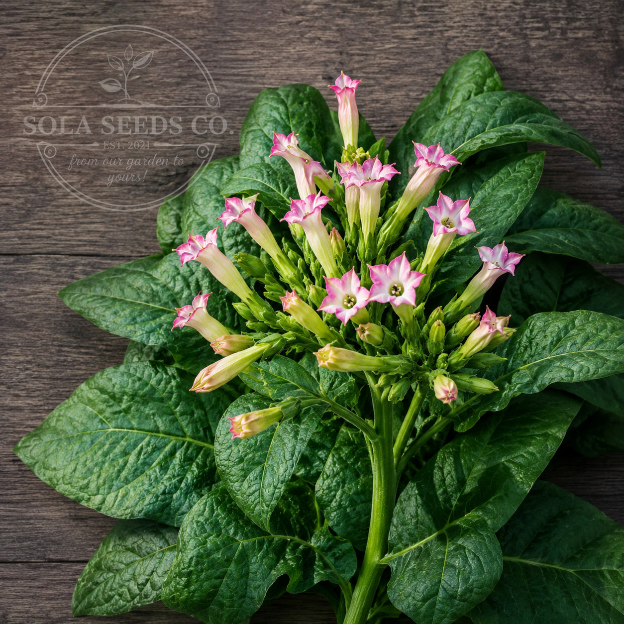 500 Rare One Sucker Tobacco Seeds (Nicotiana tabacum) Ornamental Pollinator USA