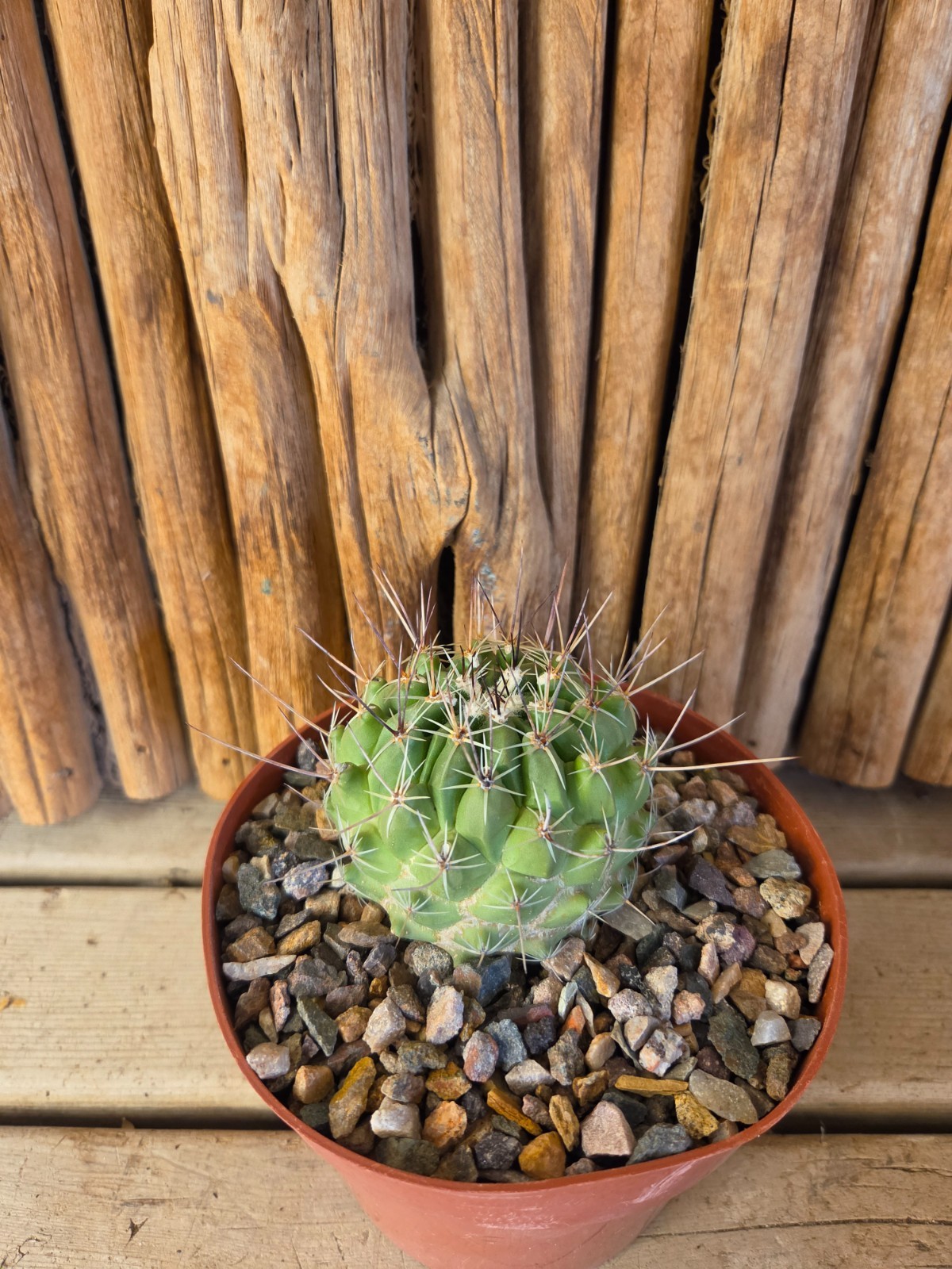 Thelocactus saussieri