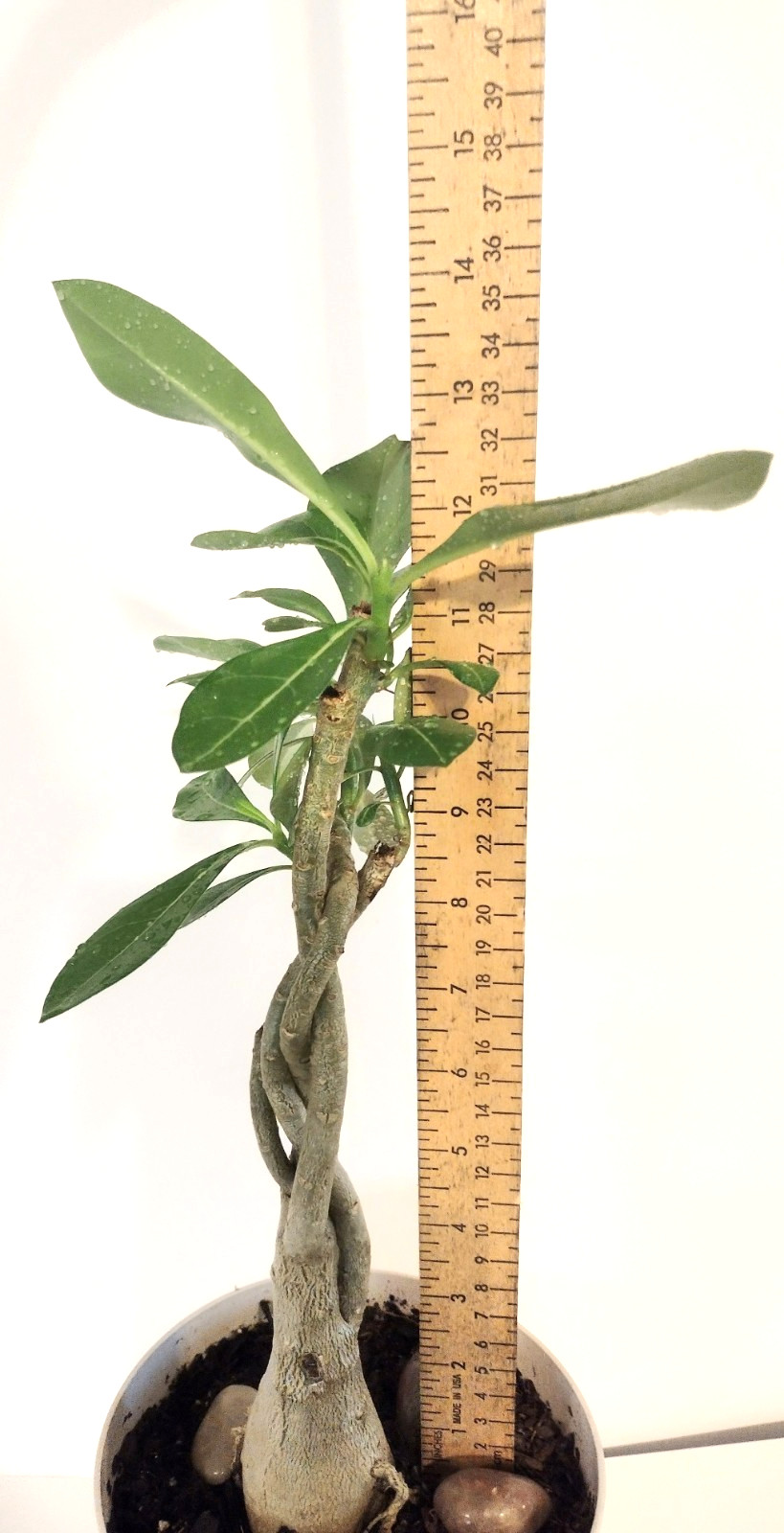Desert Rose Live Plant, Five Years Old, approx. 11 inches above the soil.