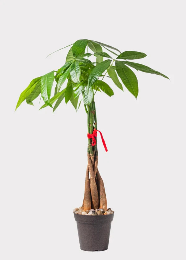Live Pachira Aquatica Money Tree Plant Indoor Houseplant Good Luck Bonsai 4″ Pot