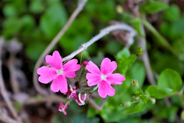 150 NODDING CATCHFLY SEEDS | SALE FREE SHIPPING NON GMO HEIRLOOM