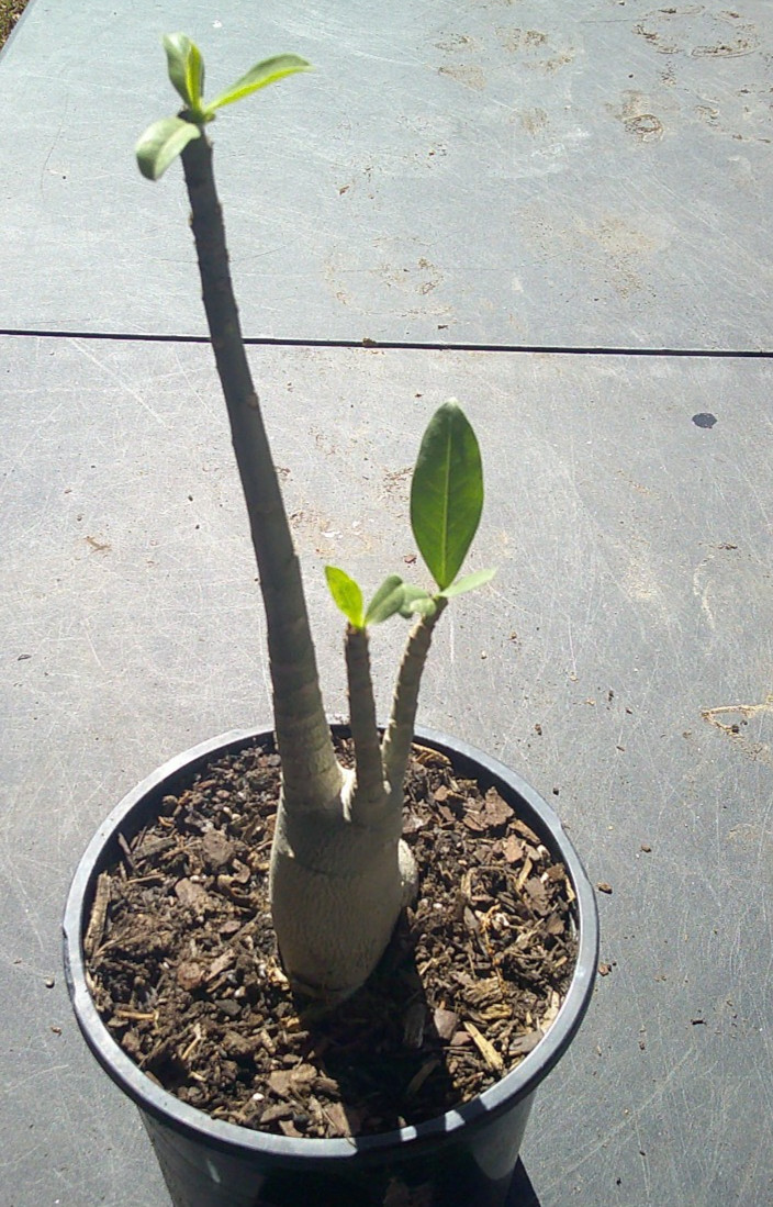 Adenium ARABICUM RCN (RACHINEE) Blossom Growing Caudex Live Plant 🇺🇸🆓⛟