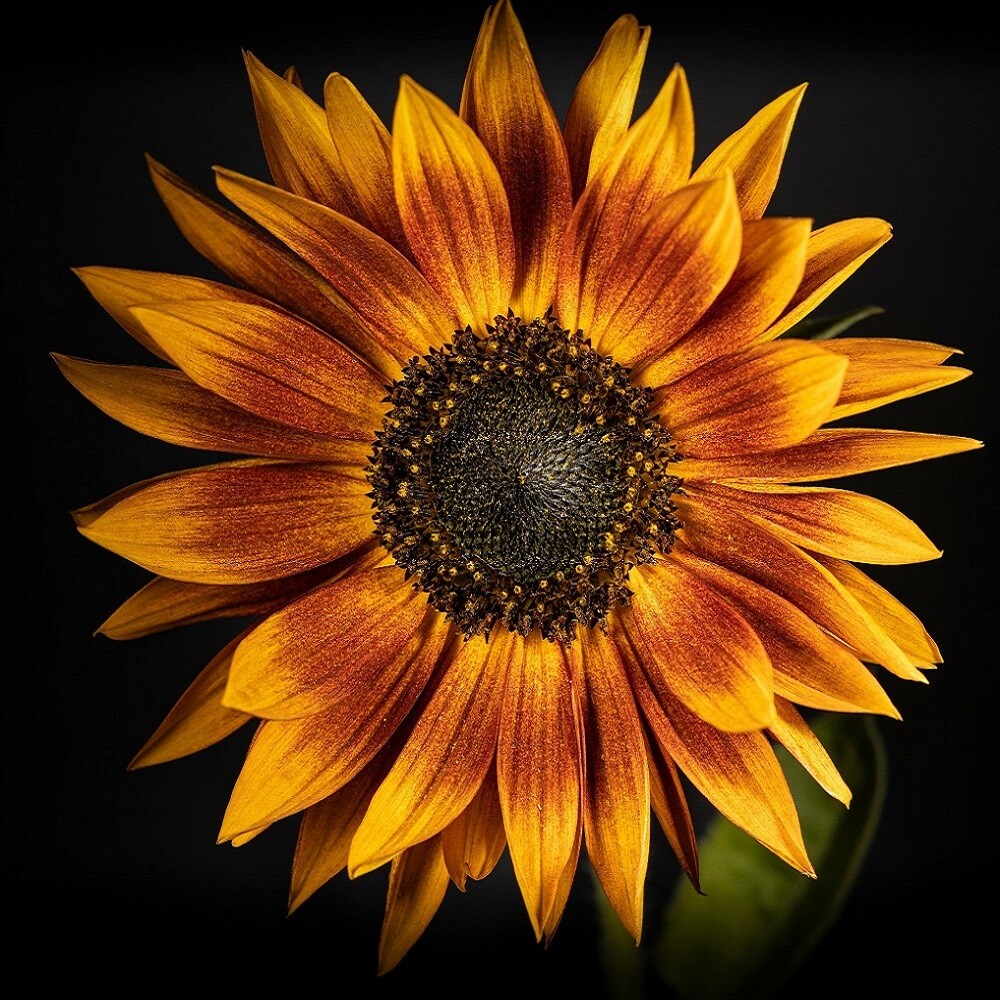 Sunflower Seeds – Rare Red Sun Orange, Heirloom, Free Shipping!