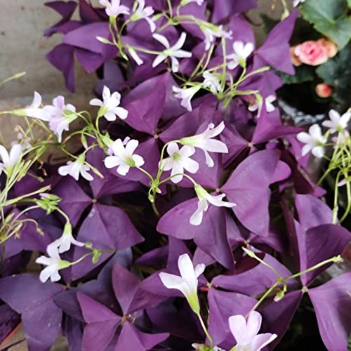 12PCS Purple Shamrocks Bulbs Good Luck Plant Purple Oxalis Bulbs for Planting…