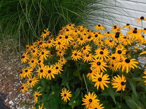 2,500+ Black Eyed Susan (Rudbeckia Hirta) Flower Seeds Yellow FREE SHIPPING