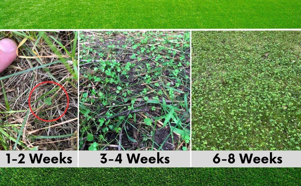 Micro Clover Seed, Organic Coated, Eco-Friendly, Low Growing, Low Maintenance